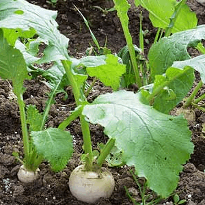 Rave de Treignac turnip seeds navet Rave de Treignac  graines @ Sow Diverse