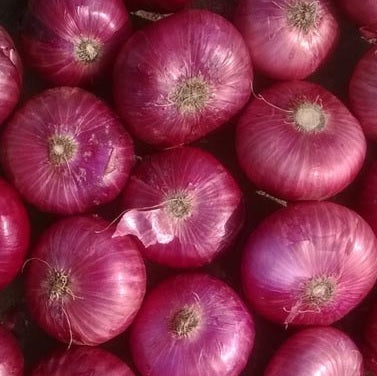 red blood onion catalan heirloom seeds @ sowdiverse.ie