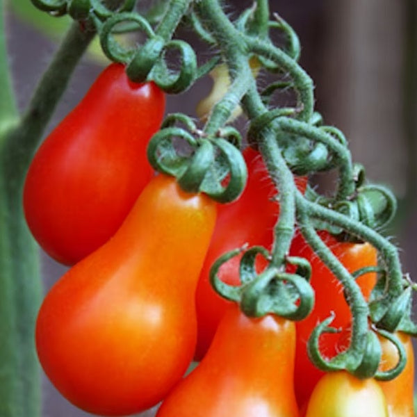Red fig tomato heirloom seeds @ sowdiverse.ie