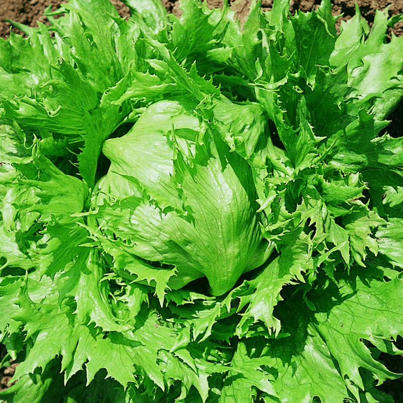 Regina Dei Ghiacci Lettuce Sow Diverse