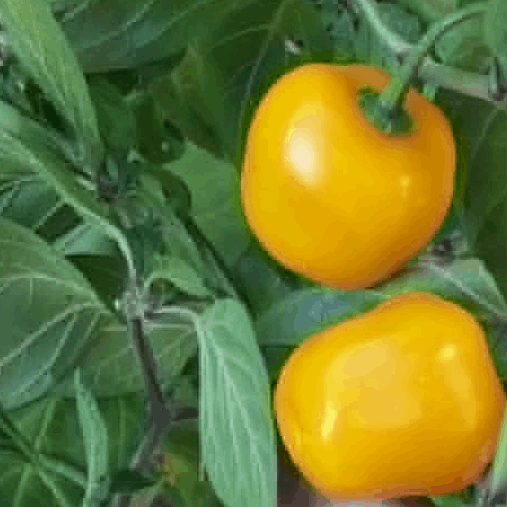 rocoto yellow pepper seeds capsicum pubescens @ sowdiverse.ie