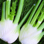romanesco fennel seeds bulb fennel @ sowdiverse.ie