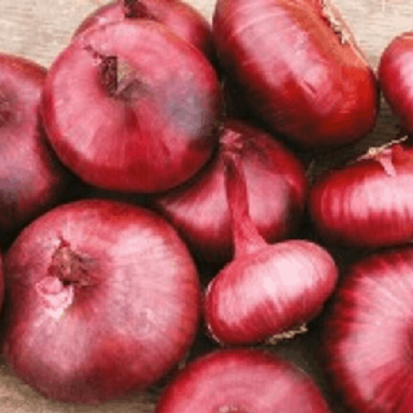 Rouge de Geneve Onion organic Sow Diverse