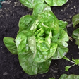 Rougette de Montpellier lettuce seeds @ sowdiverse.ie