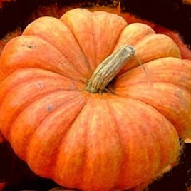 rouge vid d'etampes pumpkin seeds @ sowdiverse.ie