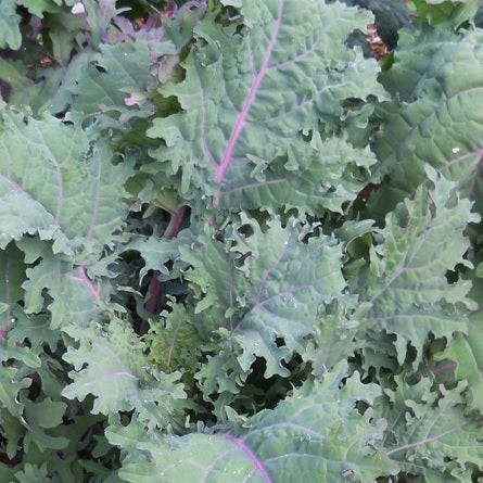 wild garden kale mix Ruso Siberian Kale seeds @ sowdiverse.ie