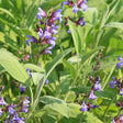 organic sage salvia officinalis seeds @ sowdiverse.ie