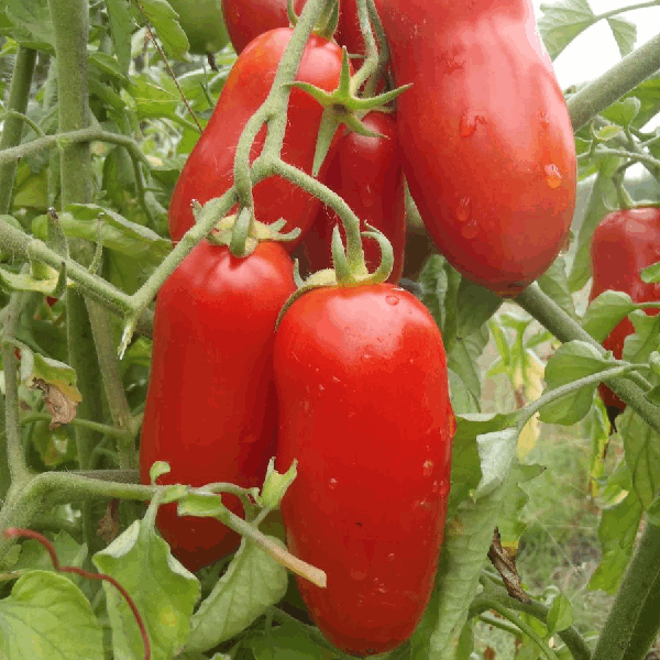 San Marzano Tomato organic Sow Diverse