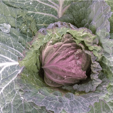 San Michele / Violaceo Di Verona winter Savoy Cabbage organic Sow Diverse