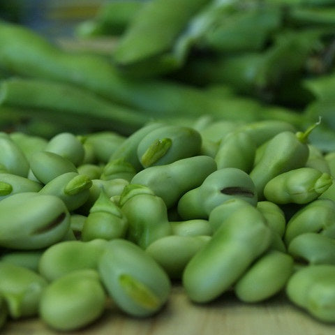 Short cycle Fava bean organic Sow Diverse
