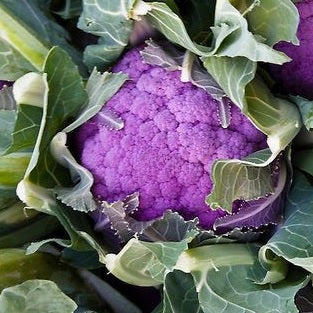 "sicily purple" cauliflower seeds heirloom @ sowdiverse.ie