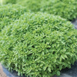 Basil Small Leaves organic Sow Diverse