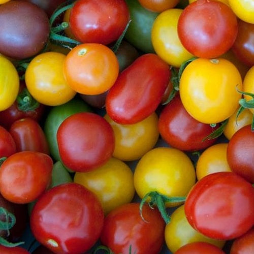 Small tomato mix organic Sow Diverse