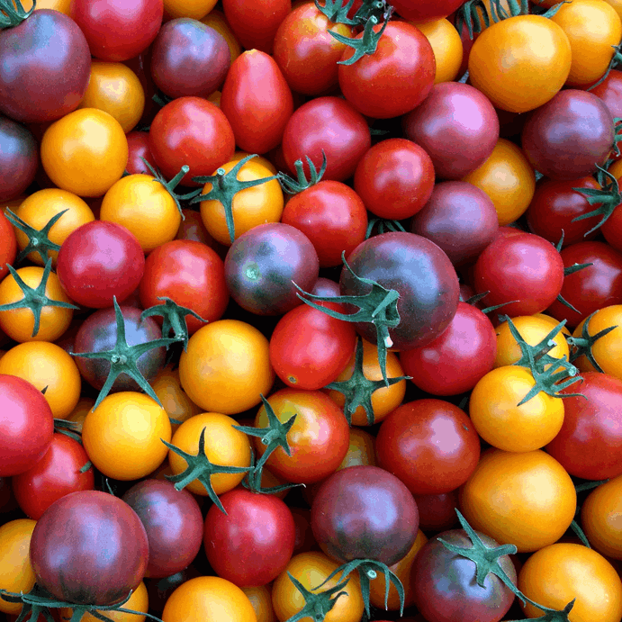 Cherry tomatoes mix organic Sow Diverse