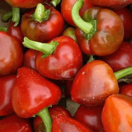 Spanish Round Mini pepper organic Sow Diverse