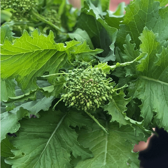 Spring Raab Japanese broccoli organic Sow Diverse