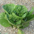sucrine lettuuce seeds @ sowdiverse.ie