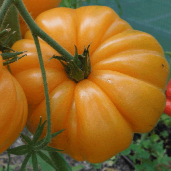Summer cider apricot tomato organic Sow Diverse