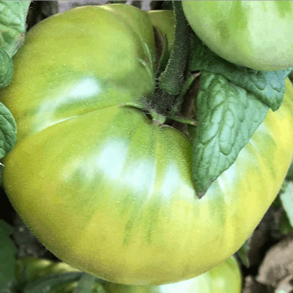 Summertime Green Dwarf tomato Sow Diverse