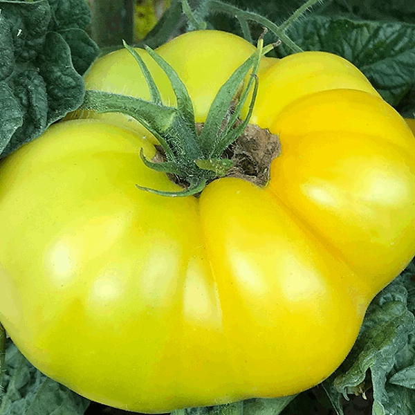 Summer Sweet Gold Tomato Dwarf Sow Diverse