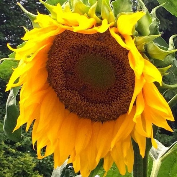 mammoth giant sunflower seeds ireland organic @ sowdiverse.ie