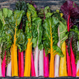 Four colors Mixed Chards organic Sow Diverse