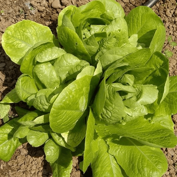 Three-eyed lettuce organic Sow Diverse