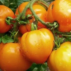 Apricot Tomato organic Sow Diverse