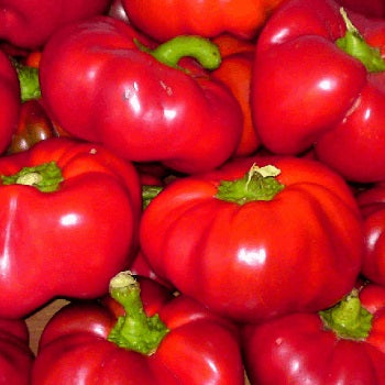 romanian tomato pepper gogosari pepper seeds @sowdiverse.ie
