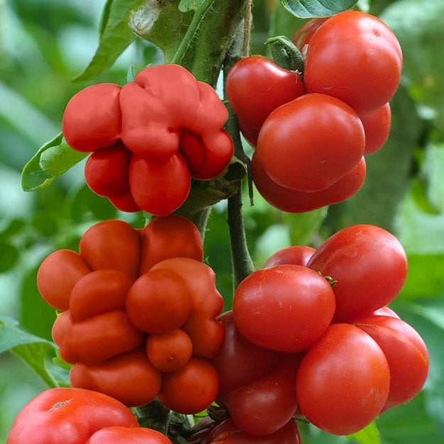 Travel Tomato or Reisetomate organic Sow Diverse