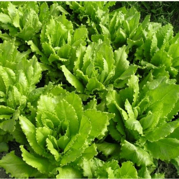 Venezianer Lettuce organic Sow Diverse