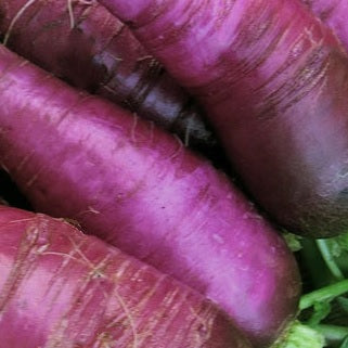 Violet de Gournay radish heirloom seeds organic @ sowdiverse.ie
