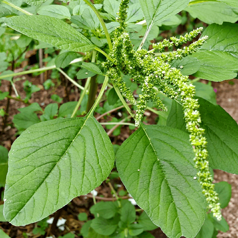 Amaranth