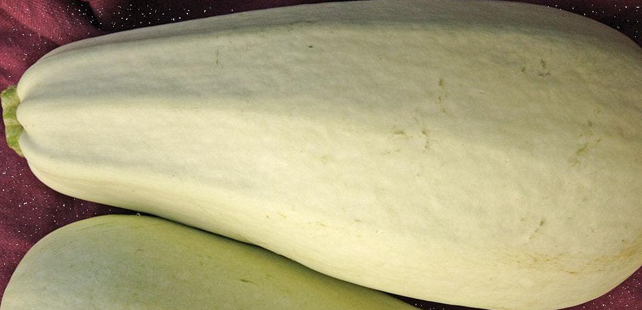 White squash organic Sow Diverse