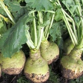 Rutabaga or Swede Wilhelmsburger seeds organic @sowdiverse.ie
