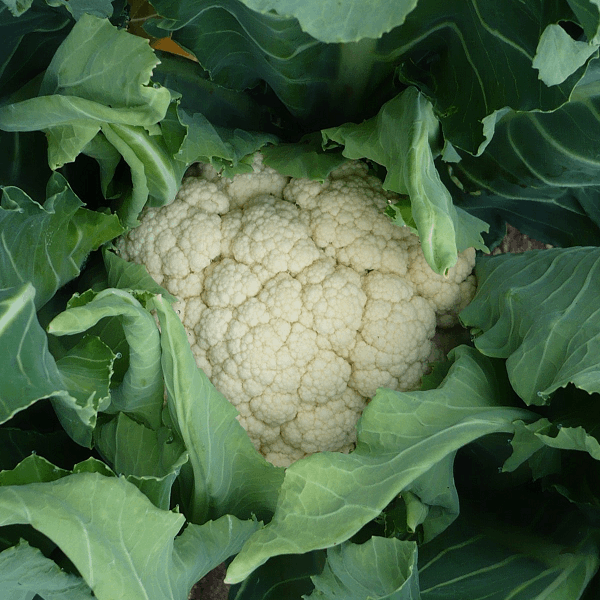 Winter cauliflower d'Angers Sow Diverse