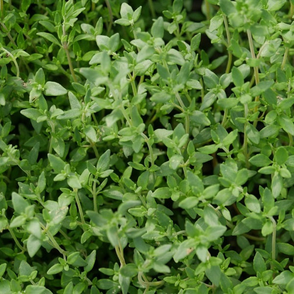 Winter Thyme organic Sow Diverse