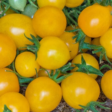 Yellow centiflor tomato seeds @ sowdiverse.ie