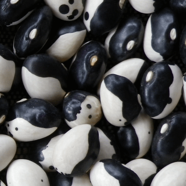 yin yang beans seeds @ sowdiverse.ie